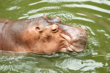 Hippopotamus.