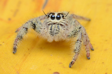 Jumping Spider.