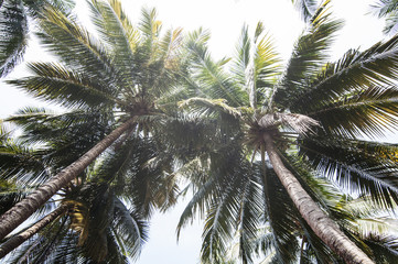 Fototapeta na wymiar The coconut tree on sky background