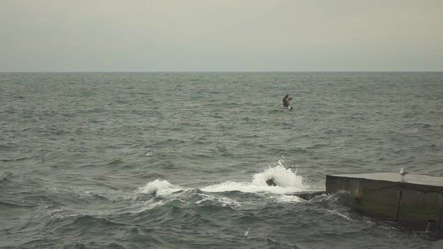 Seagull at dusk or dawn flying, slow motion