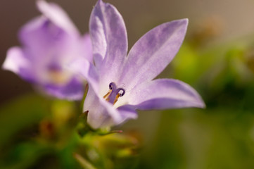 Campanula flower in a sunlight