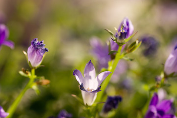 Campanula flower in a sunlight
