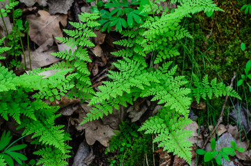 Green fern in a forest