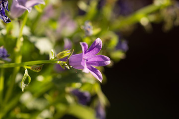 Campanula flower in a sunlight