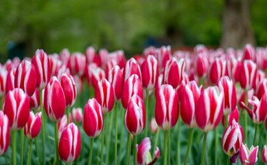 Beautiful blooming white and red tulip flower wallpaper in the garden, bokeh at background
