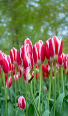 Beautiful blooming white and red tulip flower wallpaper in the garden, bokeh at background