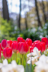 Beautiful blooming colorful tulip flower wallpaper in the garden, bokeh at background