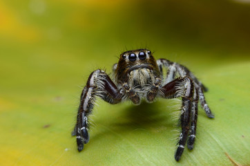 Jumping Spider.