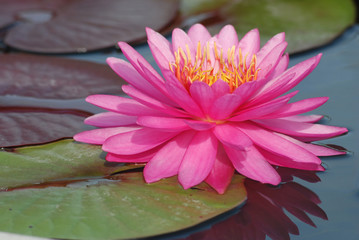 Pink Lotus.