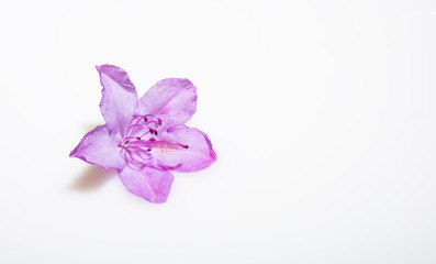 Fototapeta na wymiar Rhododendron flower