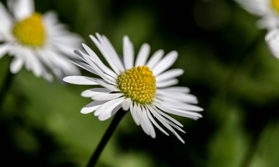 Obraz premium White flowers. Shot in Denmark