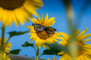 Sunflower wearing sunglasses in the field and blue sky - Background, Wallpaper