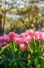 Blooming sweet pink tulip macro picture