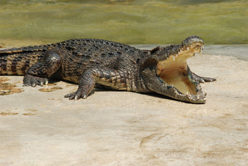Crocodile.