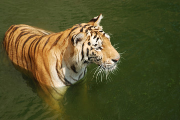 Fototapeta na wymiar Tigers play hot water.
