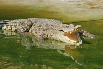 Crocodile.
