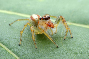 Jumping Spider.