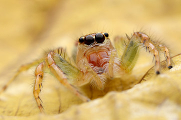 Jumping Spider.