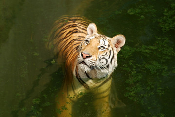 Fototapeta na wymiar Tiger.