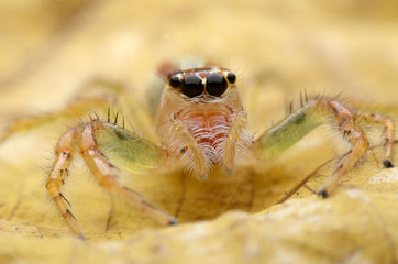Jumping Spider.