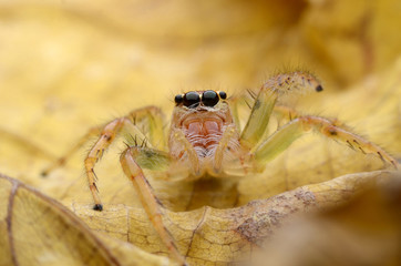 Jumping Spider.