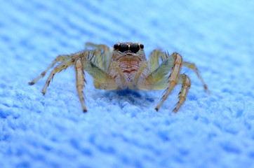 Jumping Spider.
