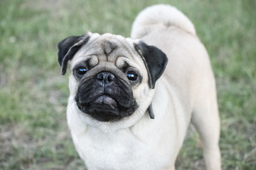 Fototapeta premium Cute Pug dog looking in green grass