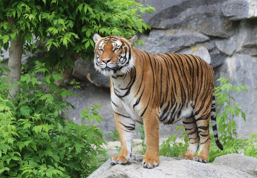 stolzer Tiger