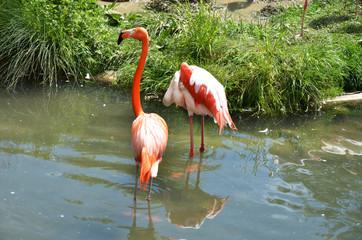 Caribbean flamingos