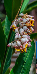 Obraz premium Alpinia zebumbet.