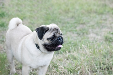 Cute Pug dog staying in green grass licking with tongue