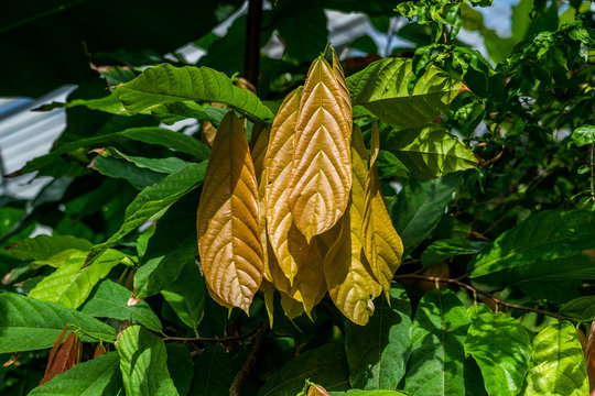 Feuilles de cacaoyer.