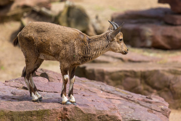 Junger nubischer Steinbock