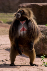 Blutbrustpavian, Affe, Zoologie, Tier, wild