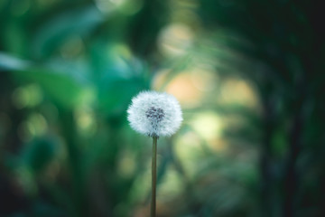 Dandelion in the sun in the spring on a blurred background.