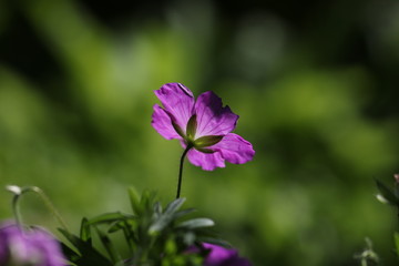 Obraz premium géranium des bois