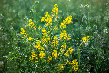 Obraz premium Meadow with rapeseed and shepherd's purse flowers