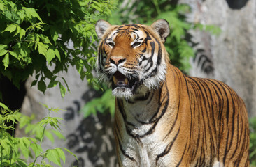 großer Tiger