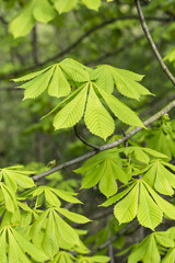 Young green chestnut leaves.