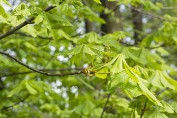 Bulbs of chestnut blossom.