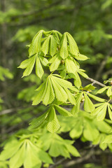 Young green chestnut leaves.