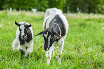 Two goats graze in a meadow 