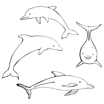 Hand drawn  dolphins. Vector illustration.