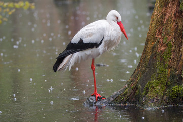 Weißstorch (Ciconia ciconia) im Regen