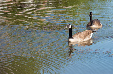Swimming couple of Canadian geese