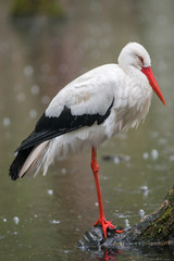 Weißstorch (Ciconia ciconia) im Regen