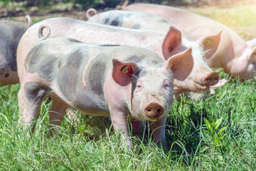 Glückliche Schweine auf der Sommerweide