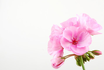 Fototapeta na wymiar Geranium Flowers