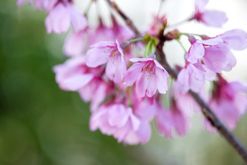 桜の花