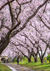 Obraz na płótnie Canvas 桜のアーチ